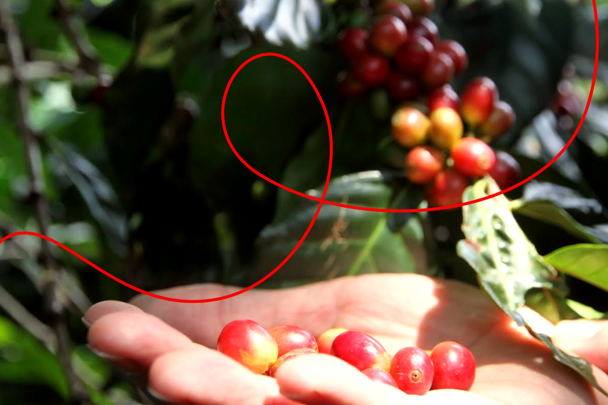 Caffè Corsini: From the world to Tuscany
