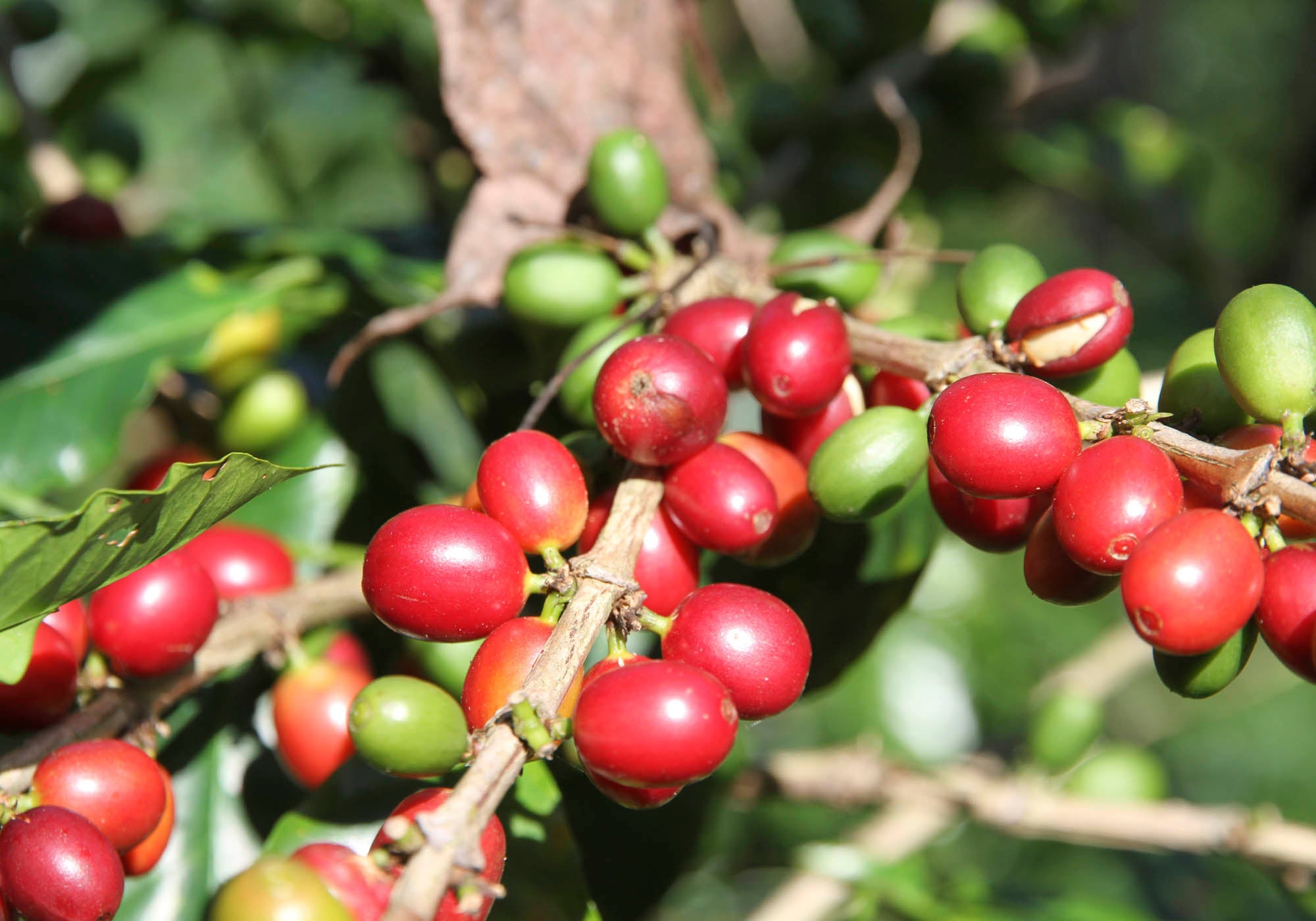 Accurata selezione delle materie prime, Caffè Corsini