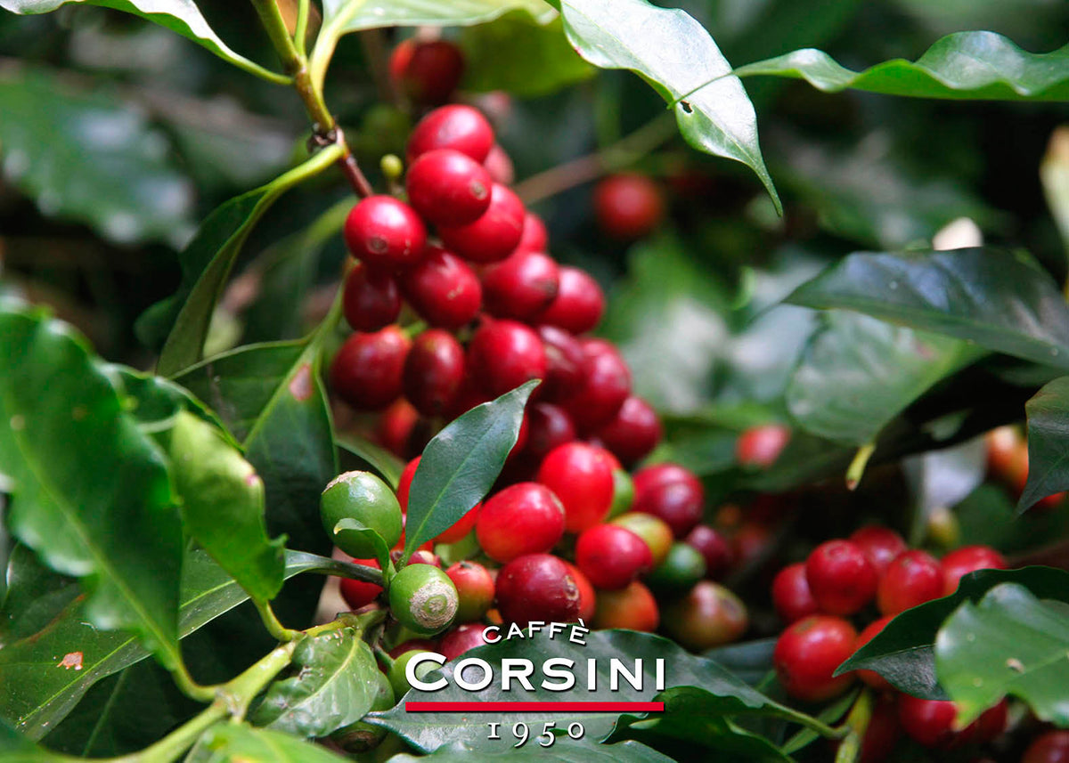 Caffè Corsini