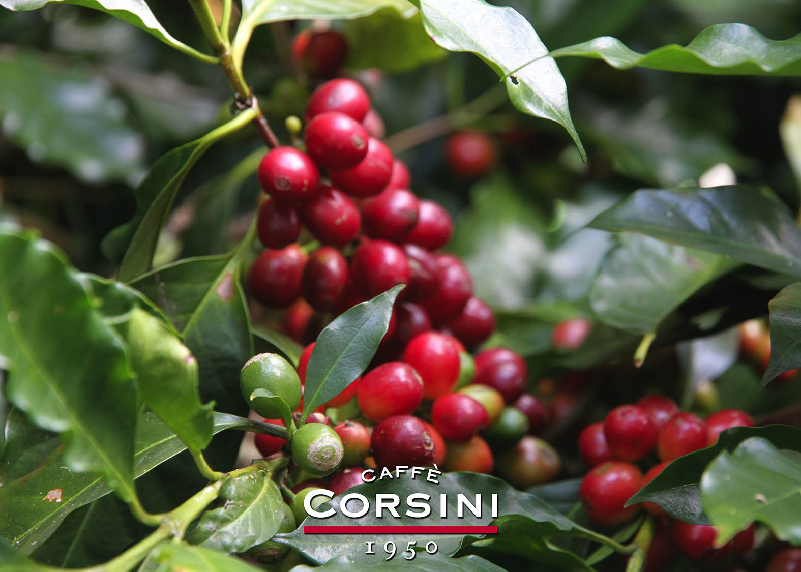 Caffè Corsini