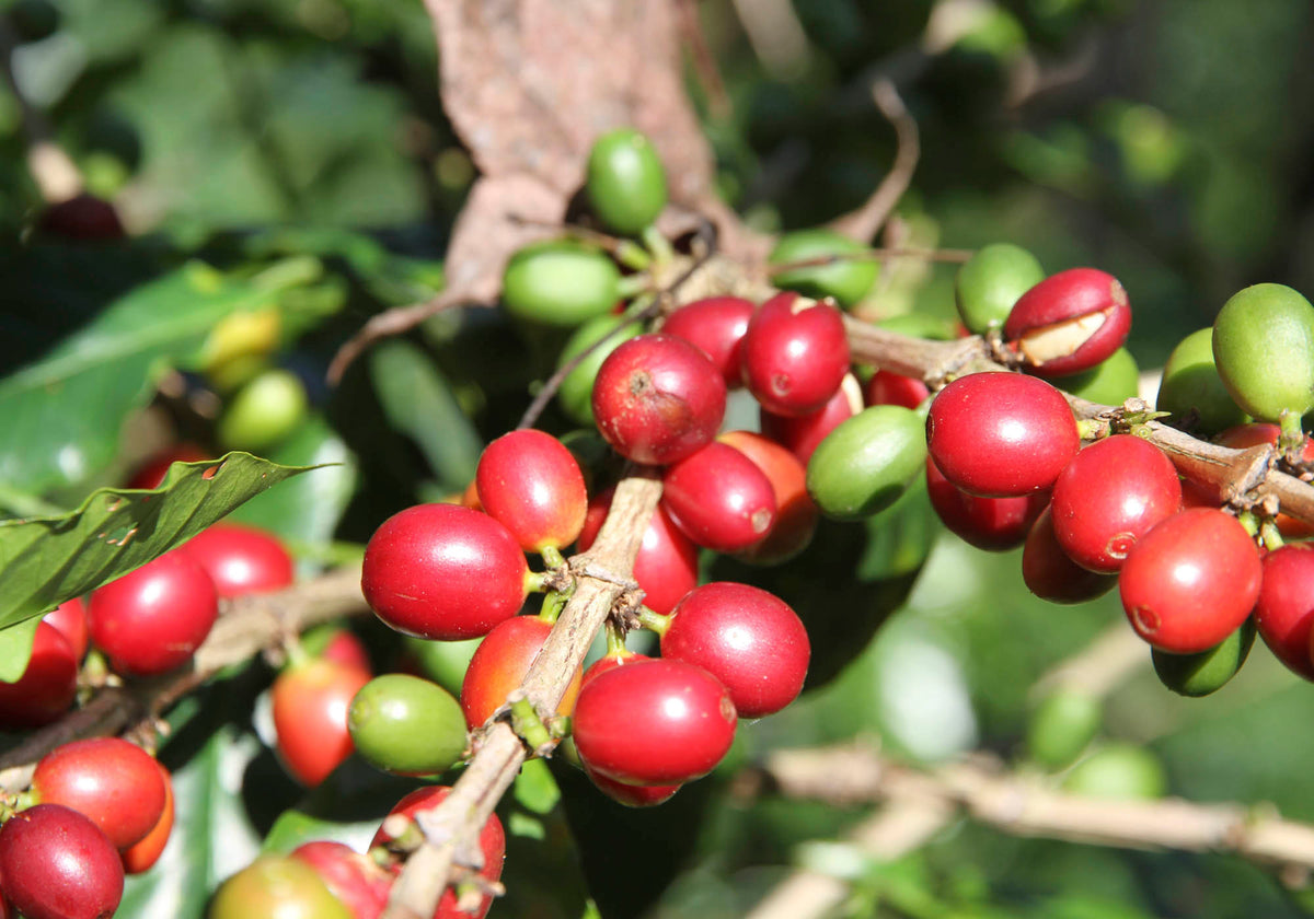 Accurata selezione delle materie prime, Caffè Corsini