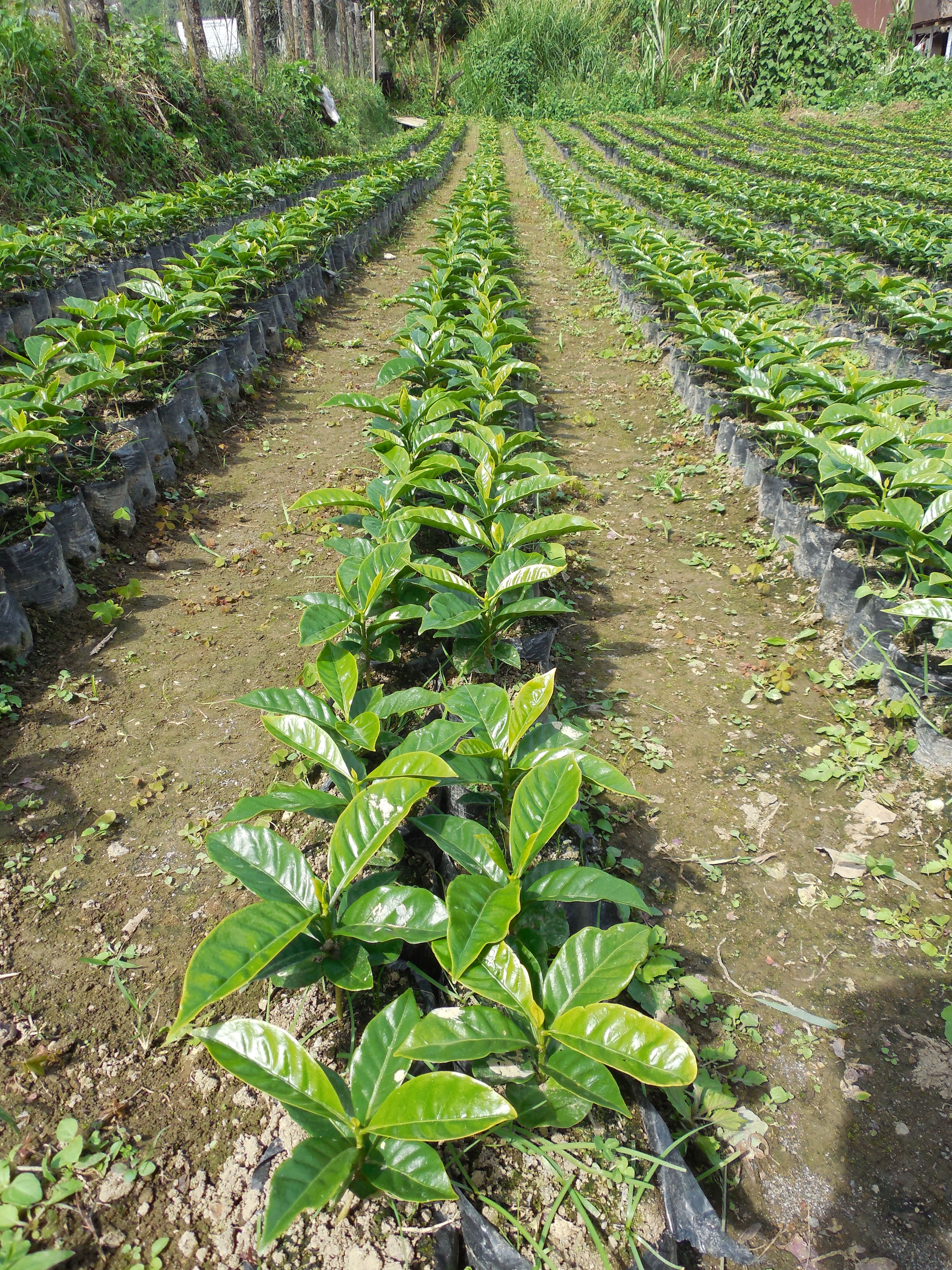 Ground coffee | Ethiopia Natural Coffee | 100% Arabica | 250g | Box of 12 packs
