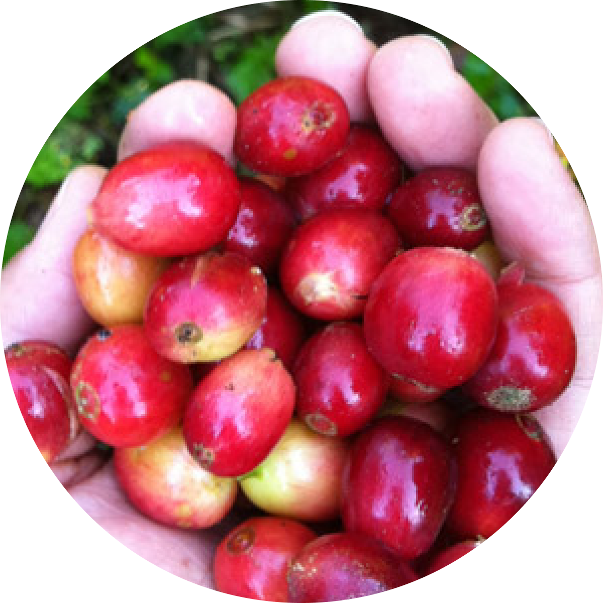 Esperienza e passione, Caffè Corsini