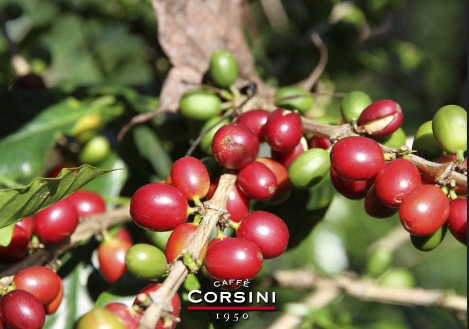 Caffè Corsini